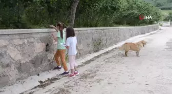 Ordu'da iki kız kardeş hazırladıkları afişlerle kaybolan ördeklerini arıyor