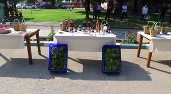 'Yapıncak yaprağı' adına hasat şenliği düzenlendi