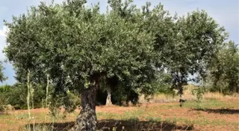 Zeytinyağı markasından 'Anıt zeytin ağaçlarını koruma' projesi