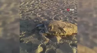 40 derecede caretta caretta nöbeti