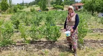 3 yıl önce 5 dönüm araziye nadir bulunan bu meyveyi ekti, bu yıl 250 bin lira kazanacak