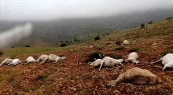 Giresun'da 16 koyun yıldırım düşmesi sonucu telef oldu