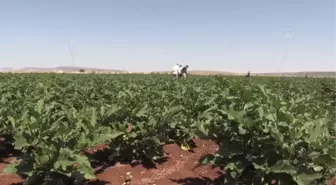 Hasadına başlanan patlıcan, verimi ve fiyatıyla üreticisinin yüzünü güldürüyor