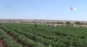 Kilis'te patlıcan hasadı başladı...Kilosu tarlada 2 TL'den satılıyor