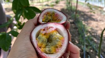 Şifa niyetine ektiği 'passiflora' meyvesinin ticaretini yapıyor