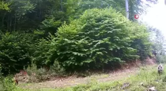 Bolu'da yaban hayat fotokapanla görüntülendi