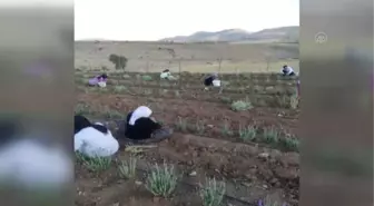 Gercüş'te lavanta hasadı yapıldı