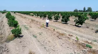 Narenciye bahçesindeki 108 ağacı baltayla kestiler