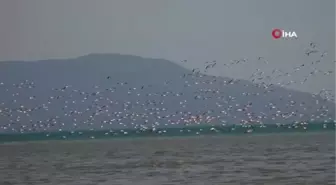 Son dakika haber | Türkülere konu olan allı turnalar Van Gölü havzasını renklendirdi