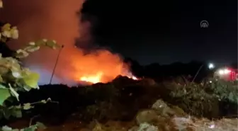 Bakırköy'de ağaçlık alanda çıkan yangın söndürüldü