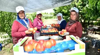 İznik'te nektarin hasadı şenlik ile başladı