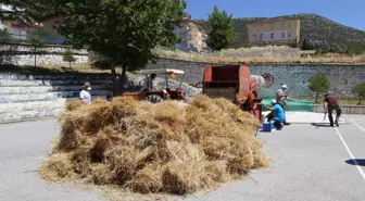 Akseki Meslek Yüksekokulunda buğday hasadı yapıldı