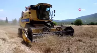 Menteşe'de 'Karakılçık' hasadı başladı