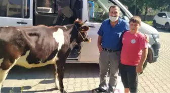 POLİSİN DURDURDUĞU ARAÇTAN, ÇALINAN GEBE İNEK ÇIKTI