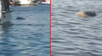 Tekne kaptanı denizde bir erkeğe ait cansız beden buldu