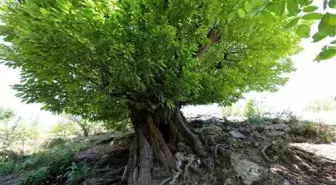 Diyarbakır'da 410 Yıllık Kestane Ağacı Tescillendi