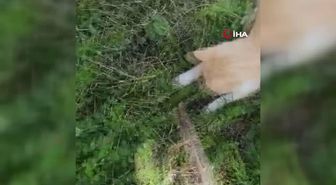 Kedilerinin oynadığı yeşil kertenkeleyi görünce ne yapacaklarını şaşırdılar
