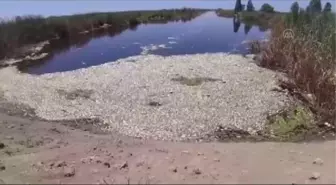 Büyük Menderes Nehri'ndeki toplu balık ölümlerine inceleme