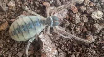 Hakkari'de yeni böğü türü keşfedildi