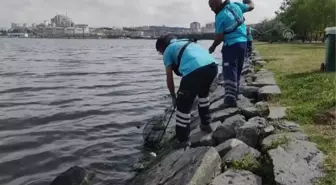 Küçükçekmece Gölü'nde kıyıya vuran ölü balıklar temizleniyor