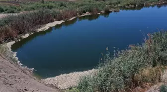 Son dakika haber | Büyük Menderes Nehri'ndeki toplu balık ölümleri balıkçıları endişelendiriyor