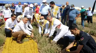 Manisa'da lavanta hasat şöleni