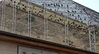 'Bereketin sembolü' kelaynakların sayısı 325'e ulaştı