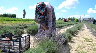 Tarlaların mor gelinliği lavantalar hasat edildi