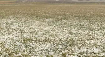 Dolu, ekili alanlara zarar verdi