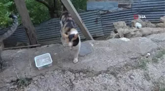 3 ayaklı kedi 2 ayaklı yavru doğurdu