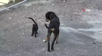 Yavru kedi ile köpeğin gülümseten dostluğu