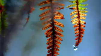 Ağaç dikmek yaz yağmurlarının miktarını ve iklim değişikliğini nasıl etkileyebilir?