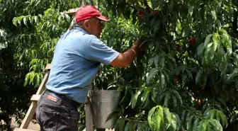 Rekoltesi düşen Bursa şeftalisinde fiyatlar üreticiyi memnun etti