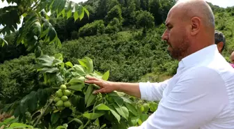 Tekkeköy'de ekili olmayan boş arazi kalmayacak