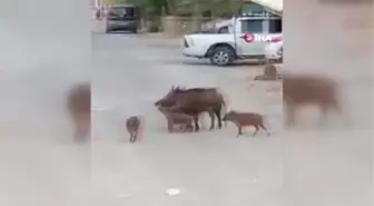 Turistik ilçedeki domuz sürüsü şaşırttı