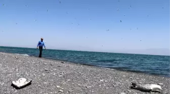Son Dakika | VAN GÖLÜ HAVZASINDA TOPLU MARTI ÖLÜMLERİ BAŞLADI