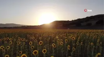 Basınçlı sulama sistemine geçip 4 bin dönüme ayçiçeği ekti, gören Trakya zannetti