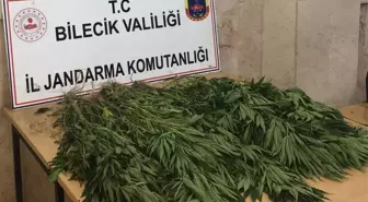 Bilecik'te kabak tarlasına Hint keneviri eken kişi yakalandı