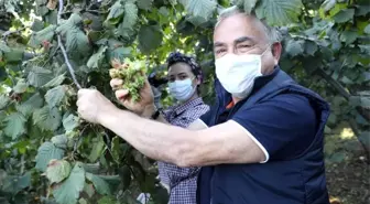 Fındık bu yıl da dalda kalmayacak