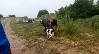 Jandarma ekipleri buldukları gebe ineği görünce şaşırdılar