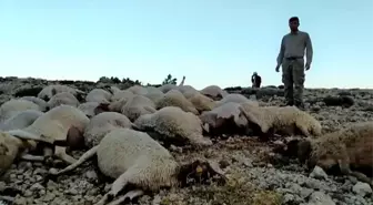 Kahramanmaraş'ta yıldırım düştü 86 koyun telef oldu