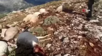 Kahramanmaraş'ta yıldırım düştü 86 koyun telef oldu