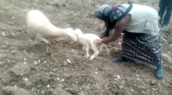 Kaybolan koyunu zabıta ekipleri buldu