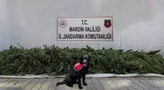 Son dakika haber! Mardin'de esrar operasyonu