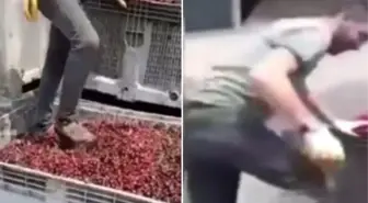 Meyve suyu üretim tesisinde mide bulandıran görüntüler! Vişneleri ayakkabılarıyla çiğnedi