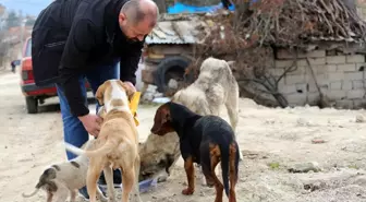 Orhaneli Belediyesi'nden sokak hayvanları için çağrı