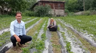 Samsun'da Büyükşehir Belediyesinin desteğiyle başlayan çilek üretiminde 7,5 ton rekolte bekleniyor