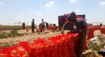 Soğan bu yıl Şanlıurfa'da çiftçiyi üzdü