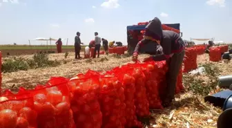 Soğan bu yıl Şanlıurfa'da çiftçiyi üzdü