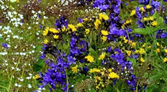 Anzer Balı Coğrafi İşaret denetimleri ve bilgilendirme toplantısı yapıldı